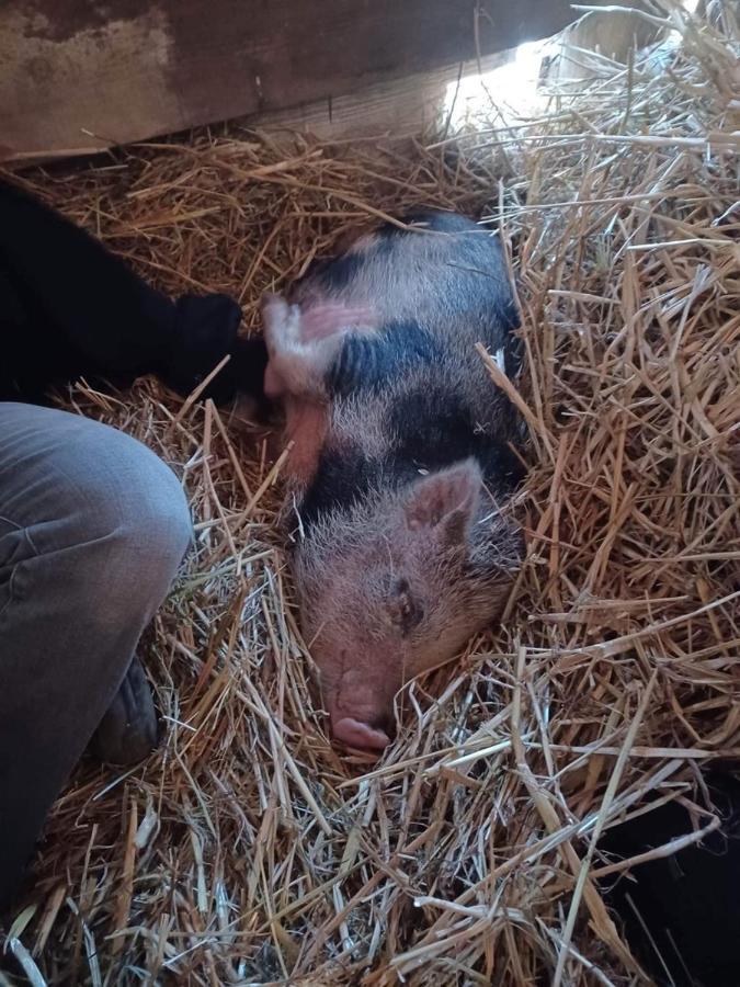 Willa Le Ranch Des Aguesses Andenne Zewnętrze zdjęcie